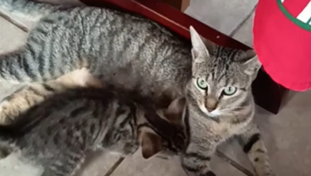 Mimì, il gatto coraggioso: un salto di fiducia oltre il muro, un gesto unico.