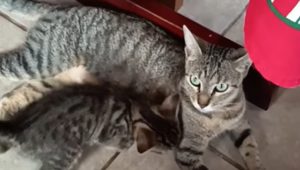 Mimì, il gatto coraggioso: un salto di fiducia oltre il muro, un gesto unico.