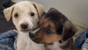 Cani Hawk e Pat: un legame inaspettato nel deserto che sfida ogni avversità