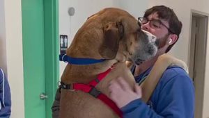 Zeus, il grande Alano, saluta i volontari con affettuosi abbracci prima dell’adozione