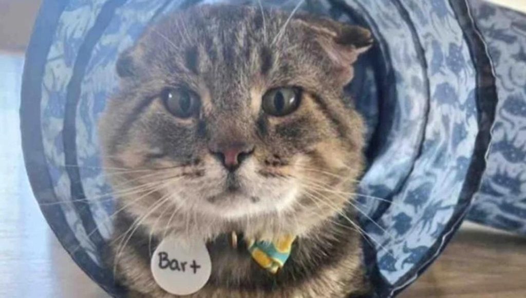 La rinascita di Bart: il gatto “invisibile” che ha commosso il web