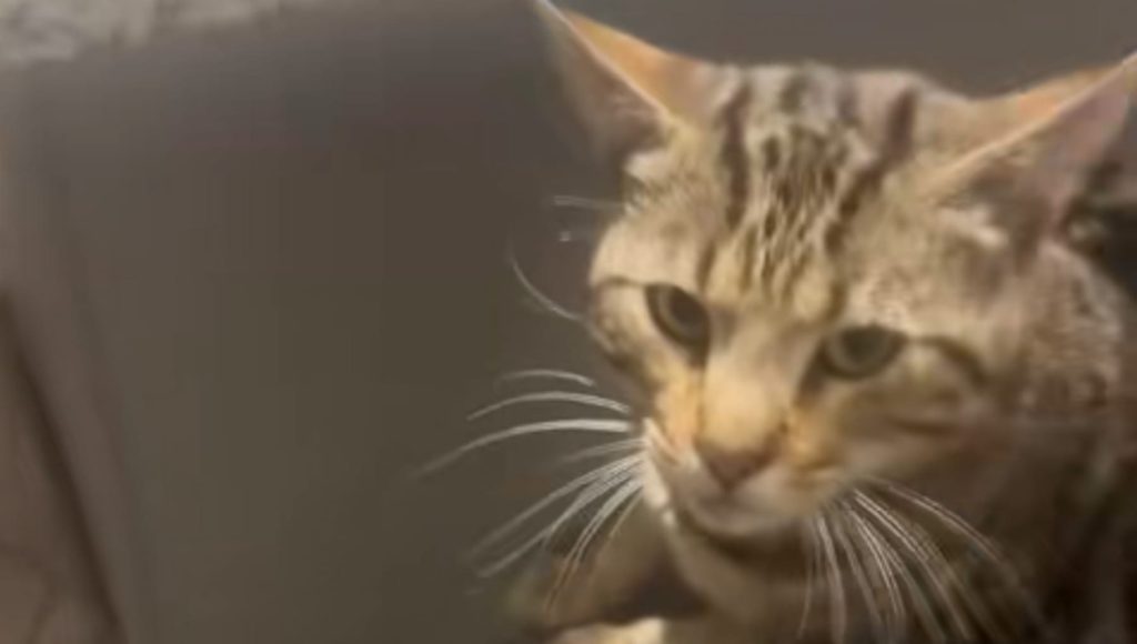 Il gatto Za trasforma il porticato in ritrovo del quartiere per gli amici felini