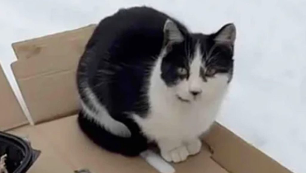Un gatto salvato dalla neve mostra una sorprendente abilità che sorprende tutti.
