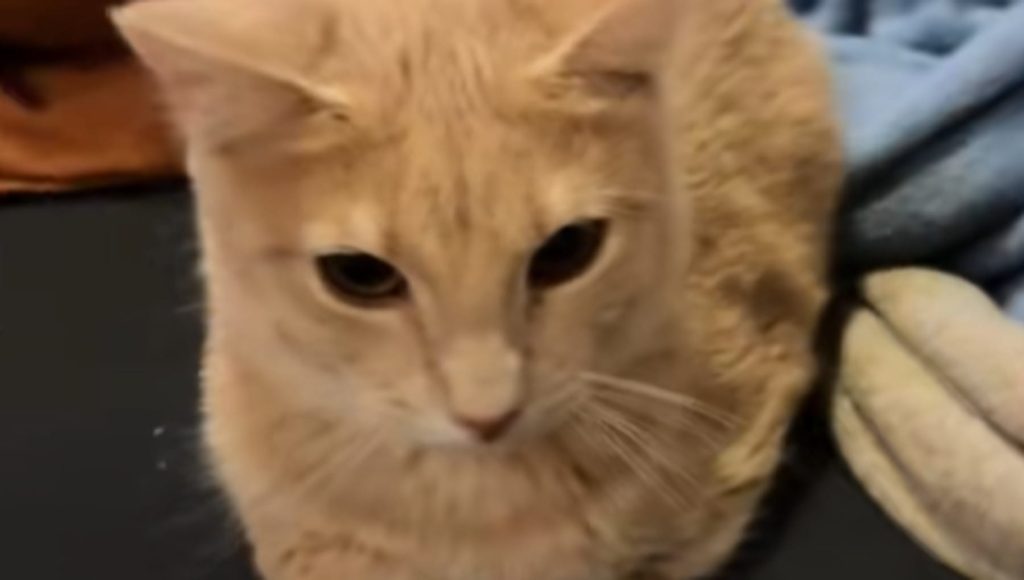 Il gatto Suki, timido al rifugio, sorprende con un gesto inaspettato a casa.