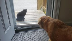 Il legame speciale tra Alice, il cane, e il gatto commuove il cuore di tutti.