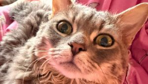 Luna, il gatto riccio dagli occhi “Lemon Drop” che ha stregato i social