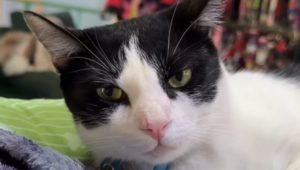 Quando diventi papà, ma il gatto Paulo Roberto reagisce malissimo