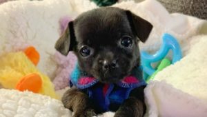 Cane di 350 grammi trovato durante la spesa: la commovente rinascita di Olive