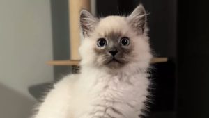 Adotta Sprout, un gatto con crescita limitata: sette mesi dopo, la sorpresa continua