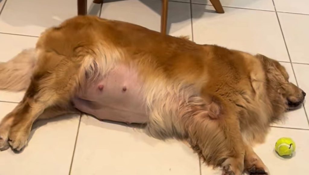 Nina, il cane, partorisce nove cuccioli neri: indagini rivelano un padre inaspettato.