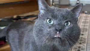 Ralphie, il gatto con quattro orecchie e labbro leporino, trova una nuova vita dopo anni in strada.