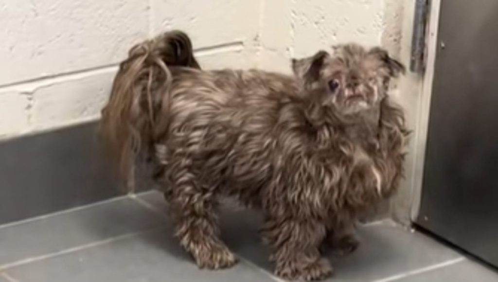 Il sorprendente makeover di Bob: da taglio fai da te a look impeccabile dal toelettatore