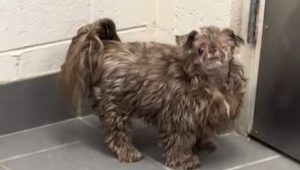 Il sorprendente makeover di Bob: da taglio fai da te a look impeccabile dal toelettatore