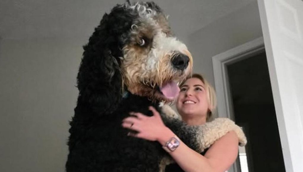 Sully, il cane gigante che sembra un’illustrazione, è una creatura reale e affettuosa