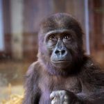 Baby gorilla salvato dai trafficanti vive in solitudine allo zoo di Istanbul.