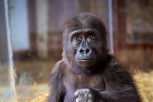 Baby gorilla salvato dai trafficanti vive in solitudine allo zoo di Istanbul.