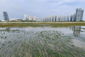 Restauro delle praterie di fanerogame in Malaysia: approccio multi-specie accelera la ripresa.