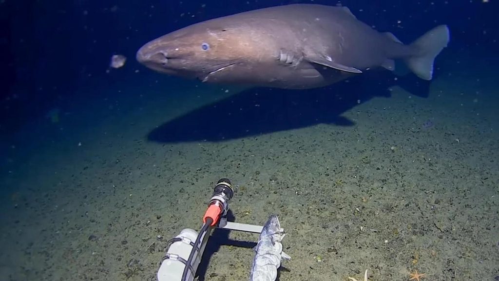 Prime immagini di uno squalo dormiente avvistato per la prima volta in Antartide