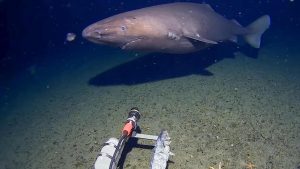 Prime immagini di uno squalo dormiente avvistato per la prima volta in Antartide