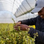 Riconoscimento ONU aiuta a ripristinare il spekboom nel semideserto del Karoo in Sudafrica.