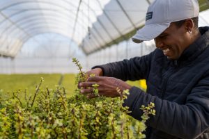 Riconoscimento ONU aiuta a ripristinare il spekboom nel semideserto del Karoo in Sudafrica.