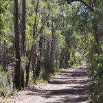 Alcoa versa 36 milioni di dollari all’Australia per deforestazione illegale.