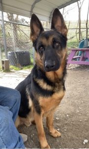 Max: il cane affettuoso che porta gioia e coccole a tutti. Scopri la sua storia!