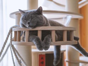 Gatti e Smartworking: come cambia il rapporto con i nostri felini