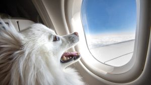 I cani fino a 30 kg potranno volare in cabina: Ita Airways conferma per primavera-estate