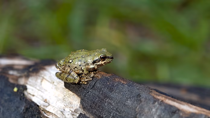 Canzoni d’amore delle rane: il clima amplifica i richiami dei maschi?