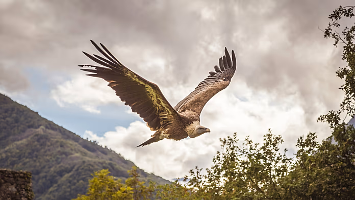 Il successo del ritorno dei grifoni in Sardegna: un trionfo della conservazione in Italia.