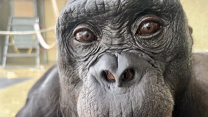 Scimmie e scienziati: svelata l’abilità di immaginare e simulare situazioni.