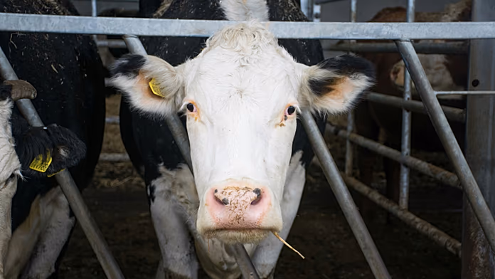 Sussidi Ue: manzo e agnello ricevono 580 volte più fondi dei legumi.