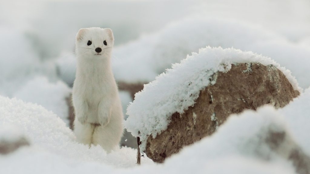 Il cambiamento climatico minaccia l’eredità olimpica e il futuro dello sport