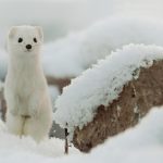 Il cambiamento climatico minaccia l’eredità olimpica e il futuro dello sport