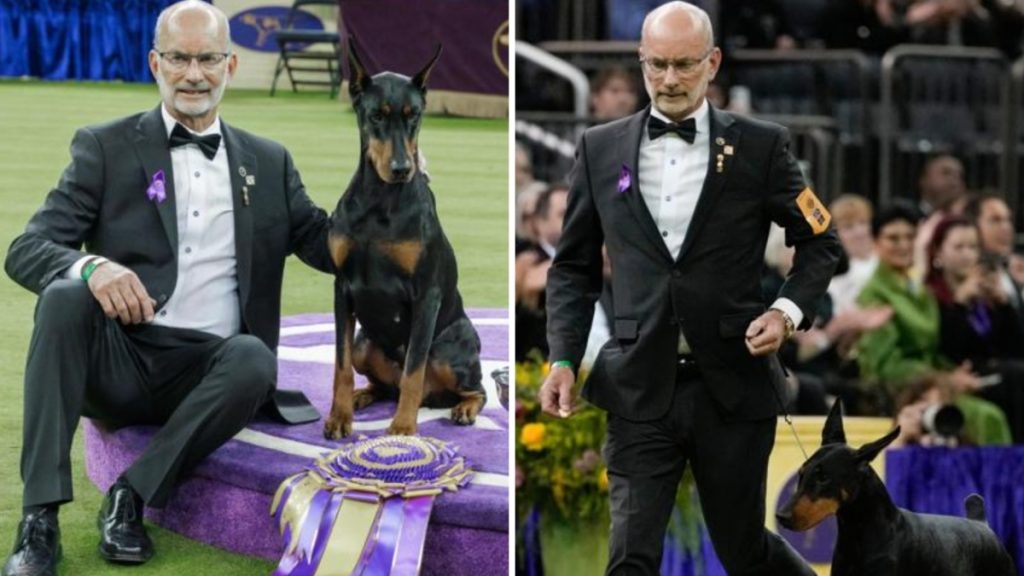 Penny, il doberman campione, conquista il Best in Show al Westminster 2026