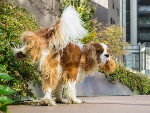 Educare il cucciolo: come gestire i bisogni fisiologici senza stress