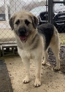 Settimana del Pet: Sadie, un’anima dolce in cerca di amore. Scopri la sua storia!