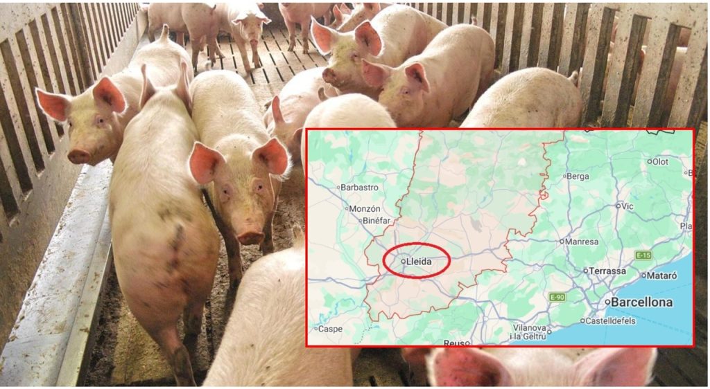 Infezioni zoonotiche: come gli agenti patogeni possono colpirti senza contatto diretto con animali.