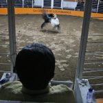 Il combattimento tra galli minaccia il già in pericolo di estinzione pesce sega in Perù.