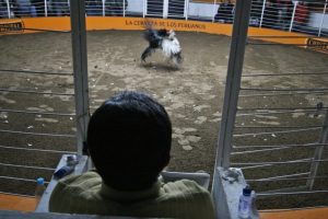 Il combattimento tra galli minaccia il già in pericolo di estinzione pesce sega in Perù.