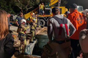 Manatea di 185 kg salvato da un tombino in Florida si riprende a SeaWorld Orlando.