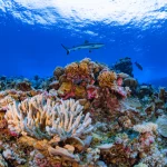 Coral bleaching: il riscaldamento degli oceani e la trasformazione dei nostri ecosistemi marini.