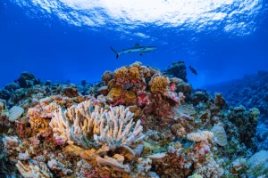 Coral bleaching: il riscaldamento degli oceani e la trasformazione dei nostri ecosistemi marini.