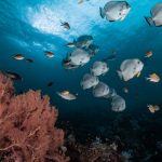 Ocean Equity Index: misurare la giustizia marina per un futuro sostenibile.