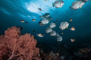 Ocean Equity Index: misurare la giustizia marina per un futuro sostenibile.