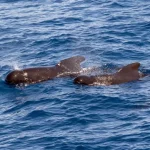 Riduzione dell’uso dei PFAS: diminuiscono anche nei balenotteri dell’Atlantico settentrionale