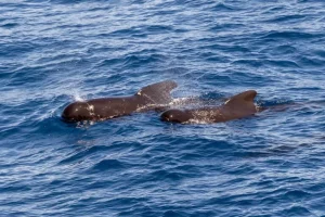 Riduzione dell’uso dei PFAS: diminuiscono anche nei balenotteri dell’Atlantico settentrionale