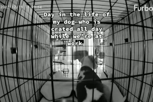 Cane abbandonato in gabbia mentre il padrone lavora: video fa infuriare gli spettatori.