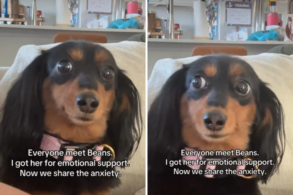 Dachshund come supporto emotivo: un’inattesa situazione si trasforma in un disastro.